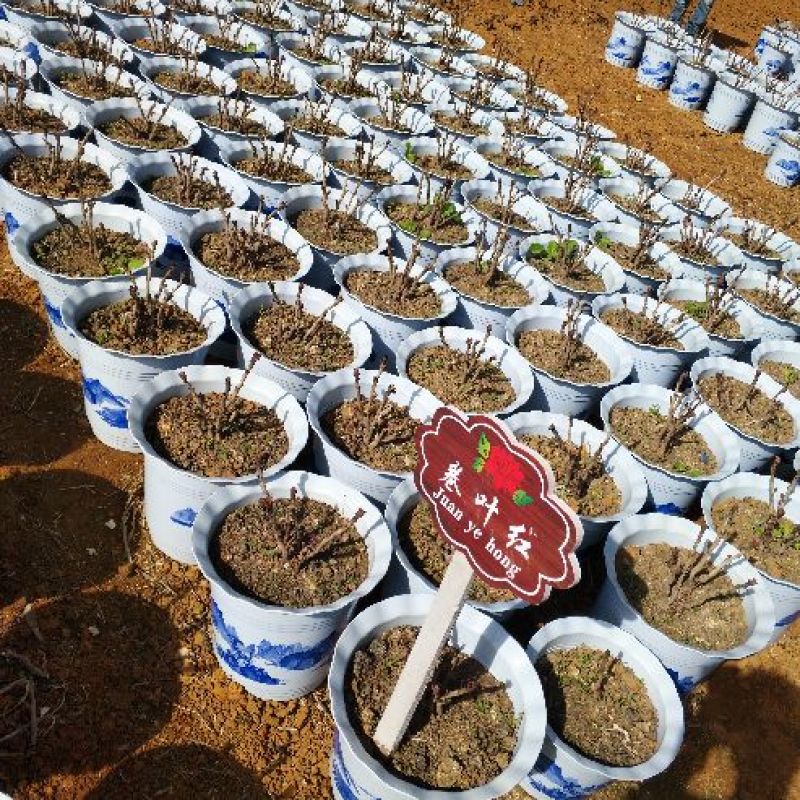 19种牡丹花