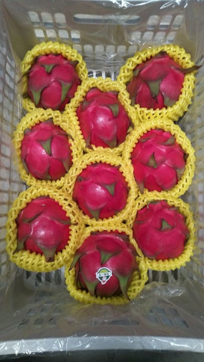 金都1号火龙果特大（1斤以上）