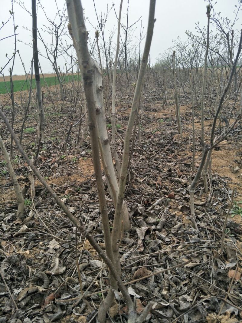 核桃苗50~100cm1~2年