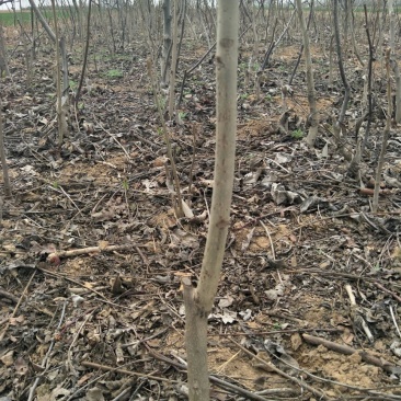 核桃苗50~100cm1~2年