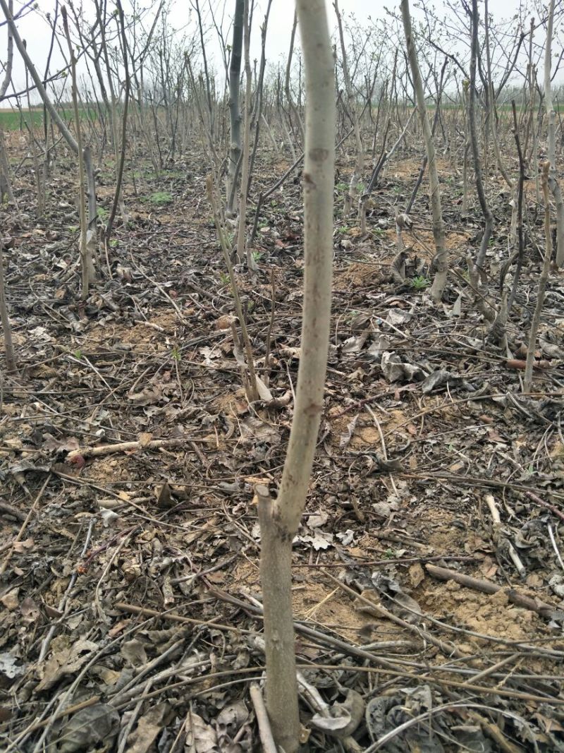 核桃苗50~100cm1~2年