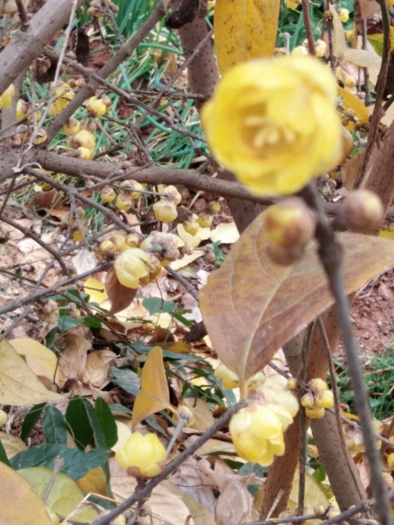 素心蜡梅苗80cm以上嫁接