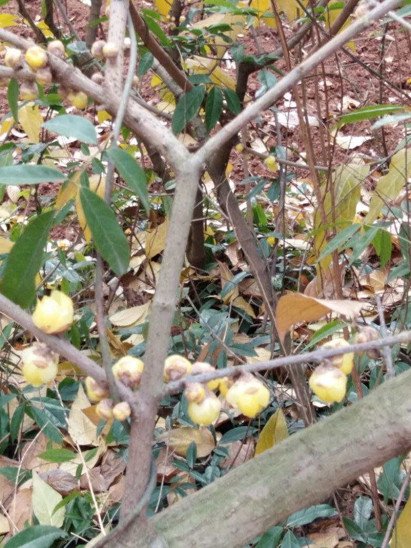 素心蜡梅苗80cm以上嫁接