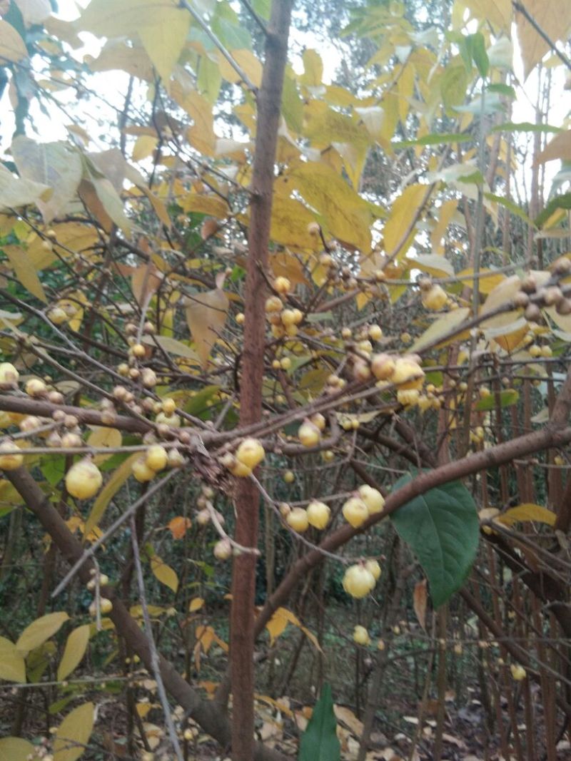 素心蜡梅苗80cm以上嫁接