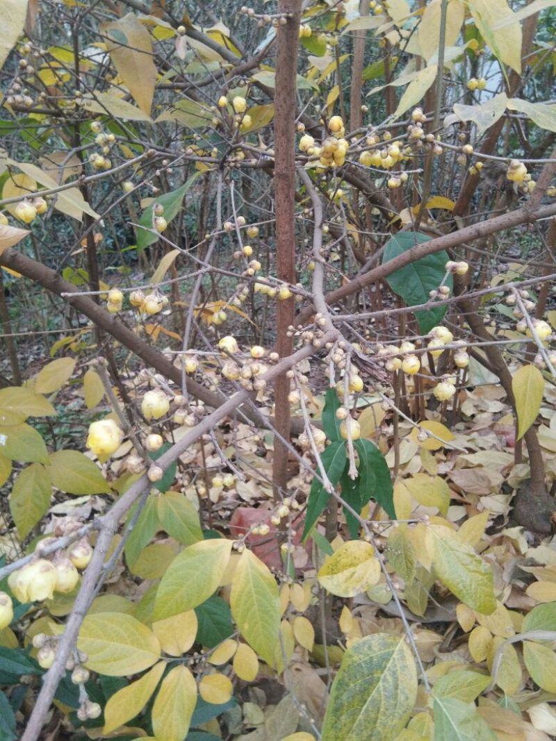 素心蜡梅苗80cm以上嫁接