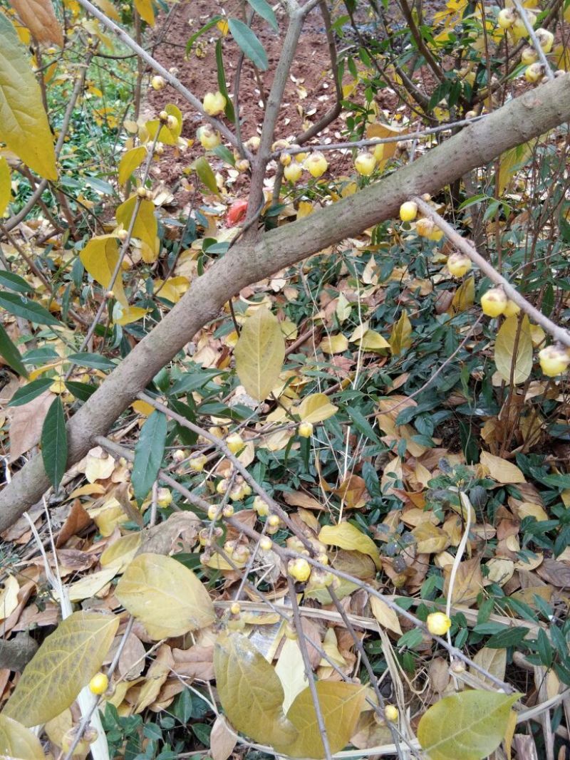 素心蜡梅苗80cm以上嫁接