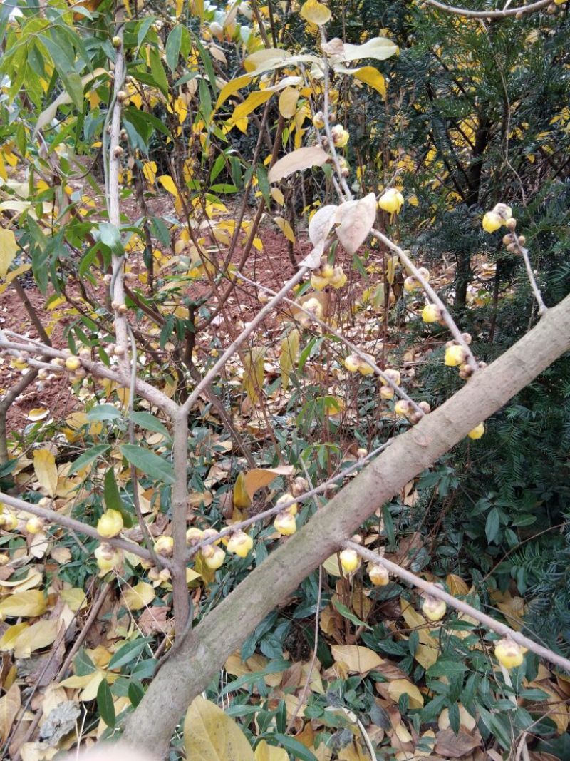 素心蜡梅苗80cm以上嫁接