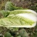 黄心白菜4~6斤毛菜