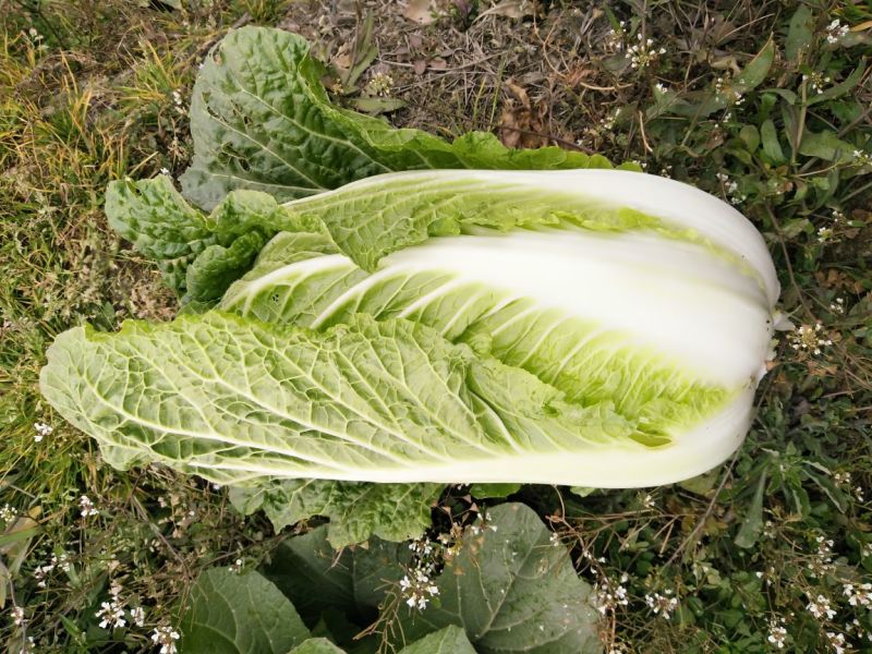 黄心白菜4~6斤毛菜