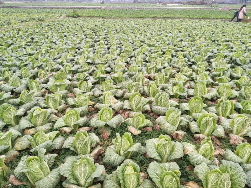 黄心白菜4~6斤毛菜