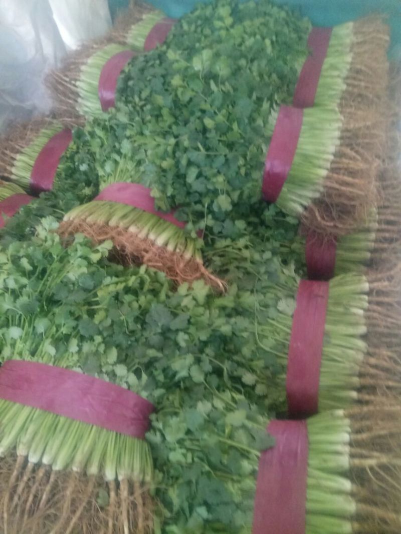 铁杆青香菜20~30厘米