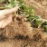 隋珠草莓苗基地批发香野越王徽煌金刚二号芊雪建德白露