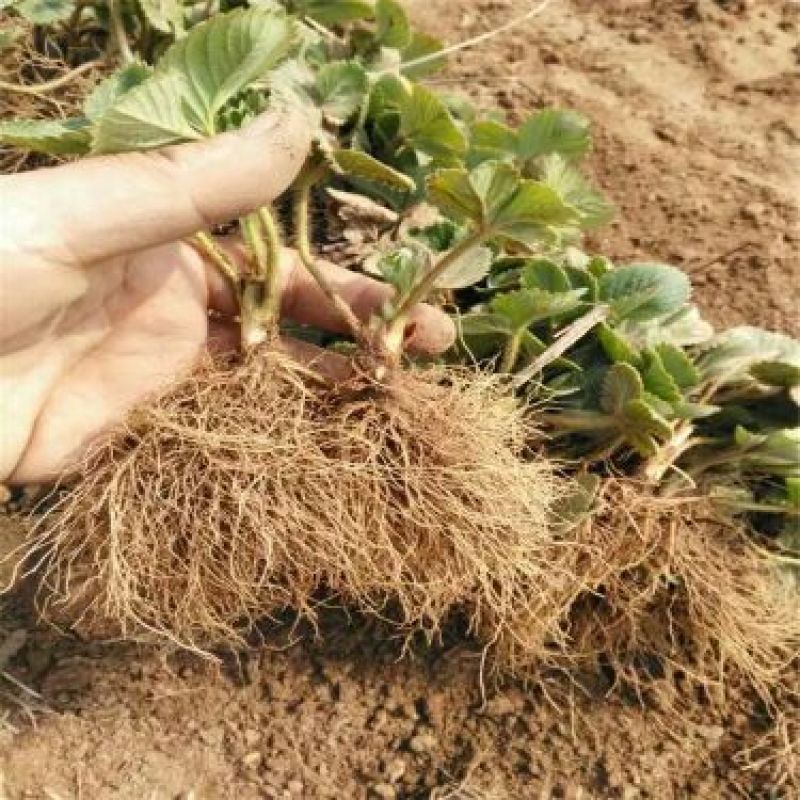 隋珠草莓苗基地批发香野越王徽煌金刚二号芊雪建德白露