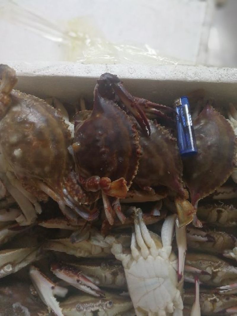 远海梭子蟹食用