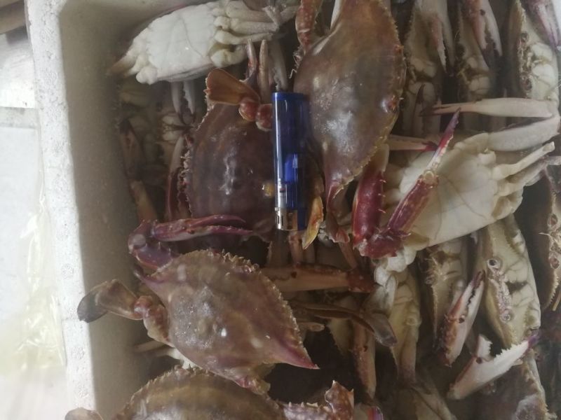远海梭子蟹食用