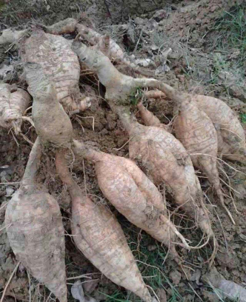 粉葛种苗