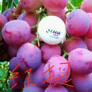 大红提葡萄苗