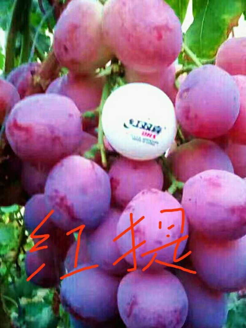 大红提葡萄苗