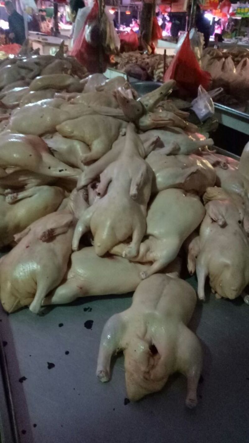 白条鸭