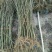 石榴苗1~3年石榴树苗:石榴苗:泰山红石榴苗:石榴树苗