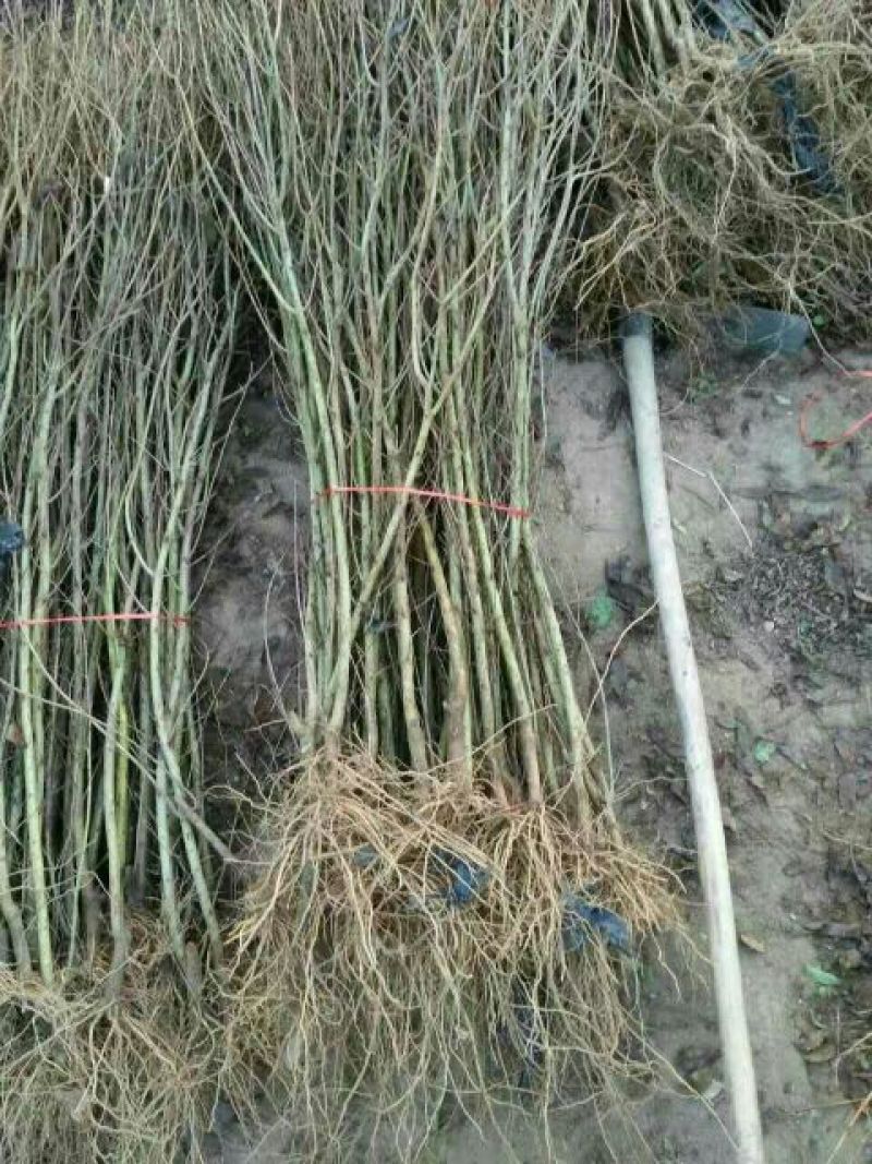 石榴苗1~3年石榴树苗:石榴苗:泰山红石榴苗:石榴树苗