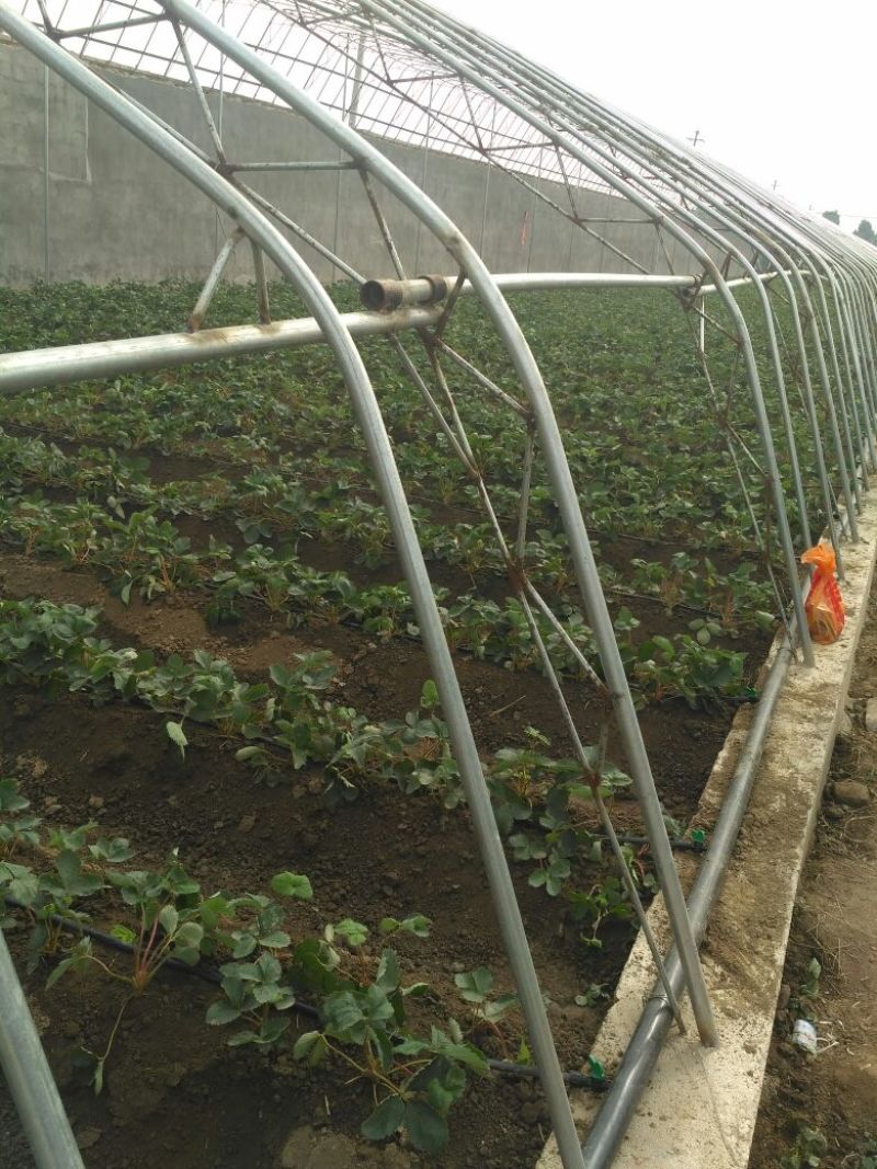 甜宝草莓苗品种纯正提供种植技术