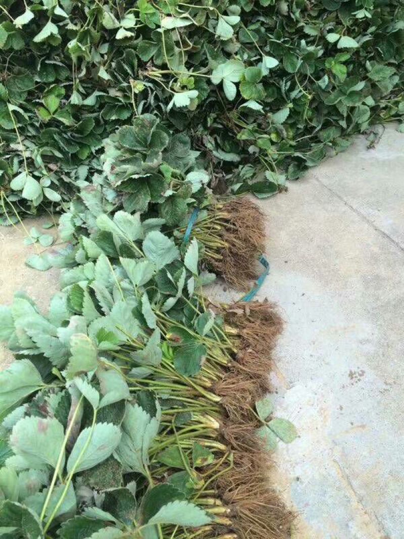 甜宝草莓苗品种纯正提供种植技术