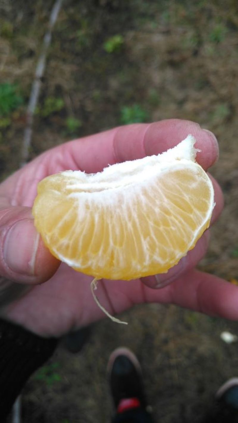 皇帝柑5~5.5cm