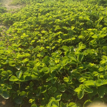 法兰地草莓苗提供种植技术