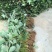 法兰地草莓苗提供种植技术