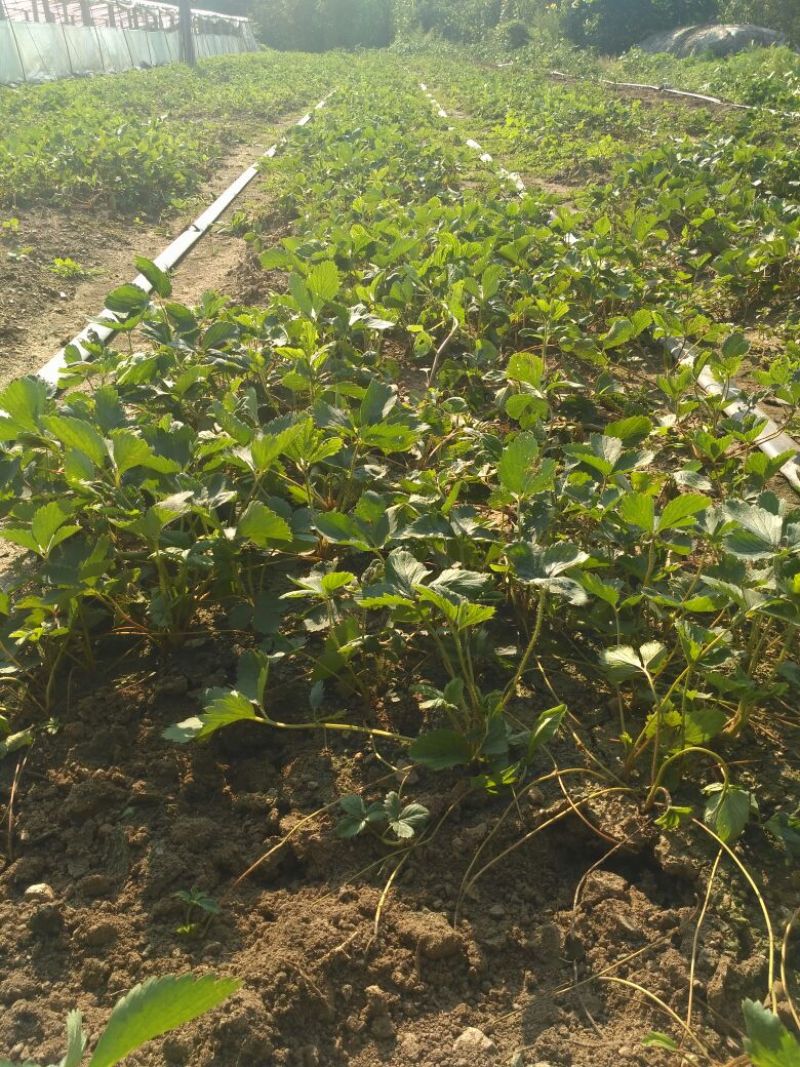 法兰地草莓苗提供种植技术