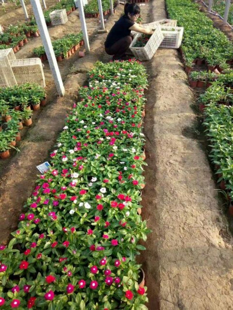 长春花价格长春花供应长春花