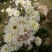怀菊花袋装