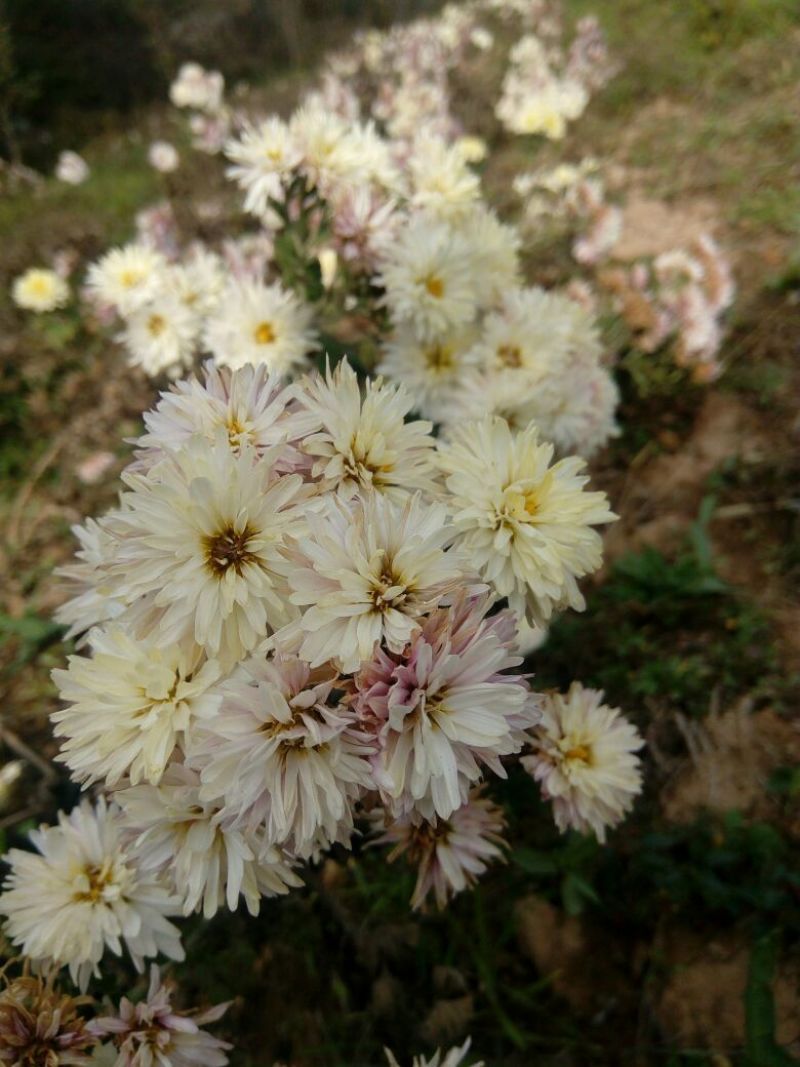 怀菊花袋装