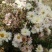 怀菊花袋装