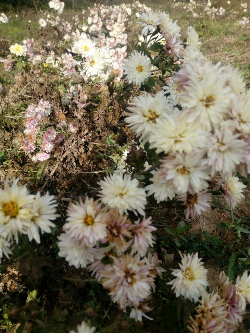 怀菊花袋装