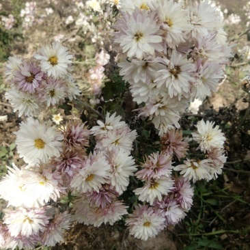 怀菊花袋装