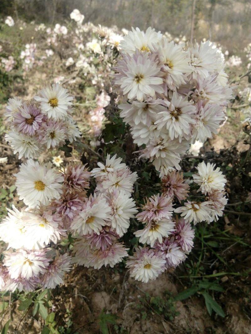 怀菊花袋装