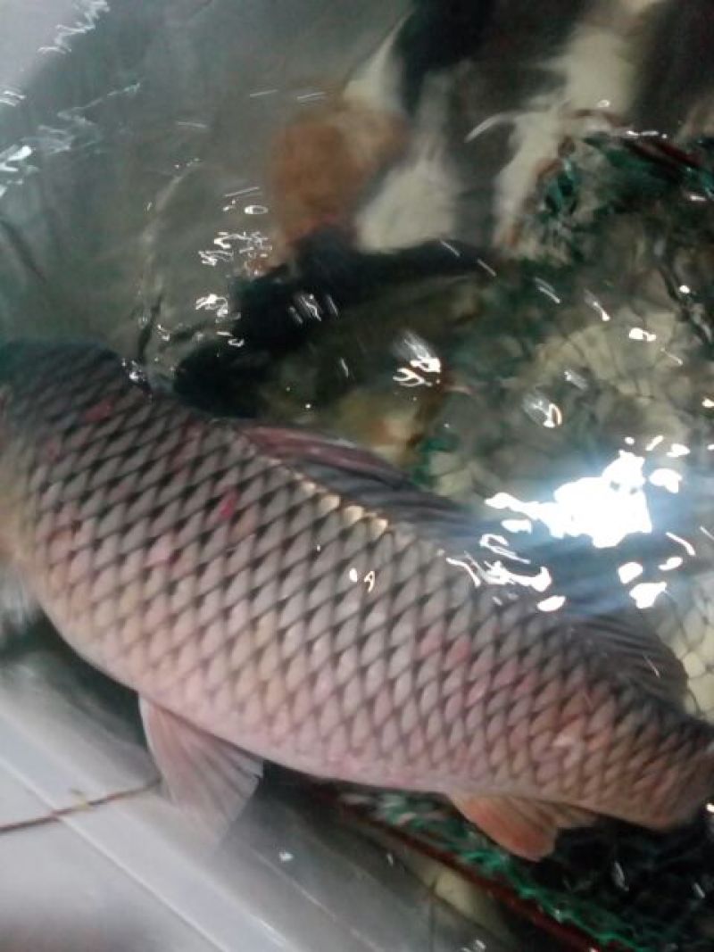河鲤鱼3公斤以上食用
