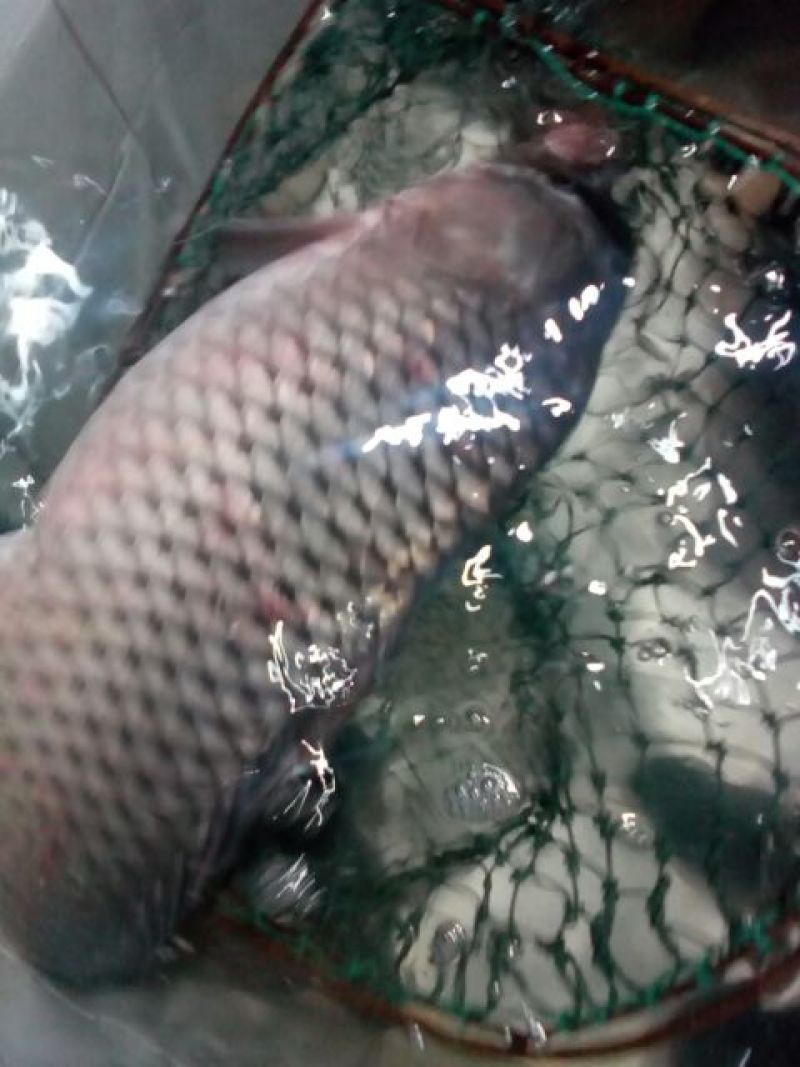 河鲤鱼3公斤以上食用