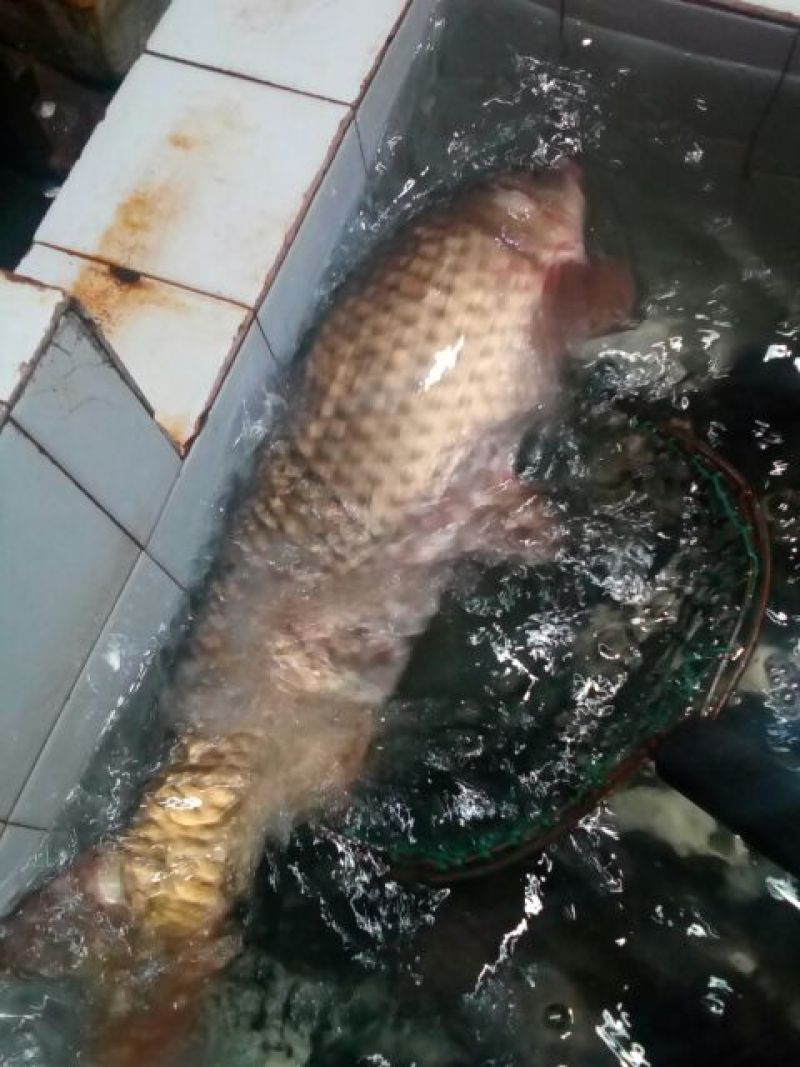 河鲤鱼3公斤以上食用