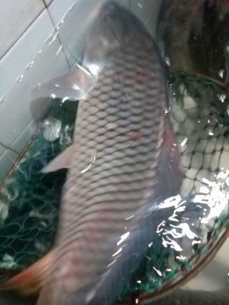 河鲤鱼3公斤以上食用