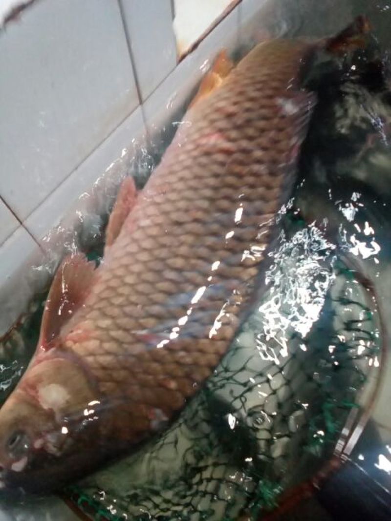 河鲤鱼3公斤以上食用