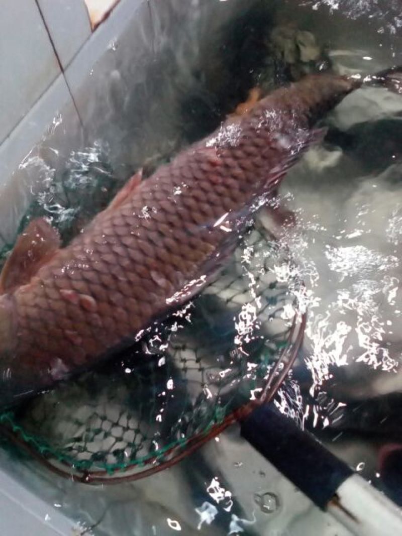 河鲤鱼3公斤以上食用
