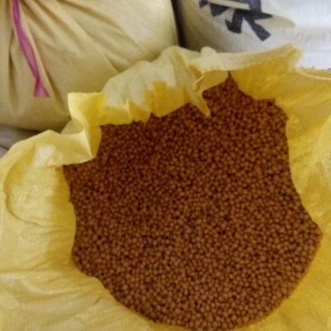 黄黄豆优质黄豆，黄豆