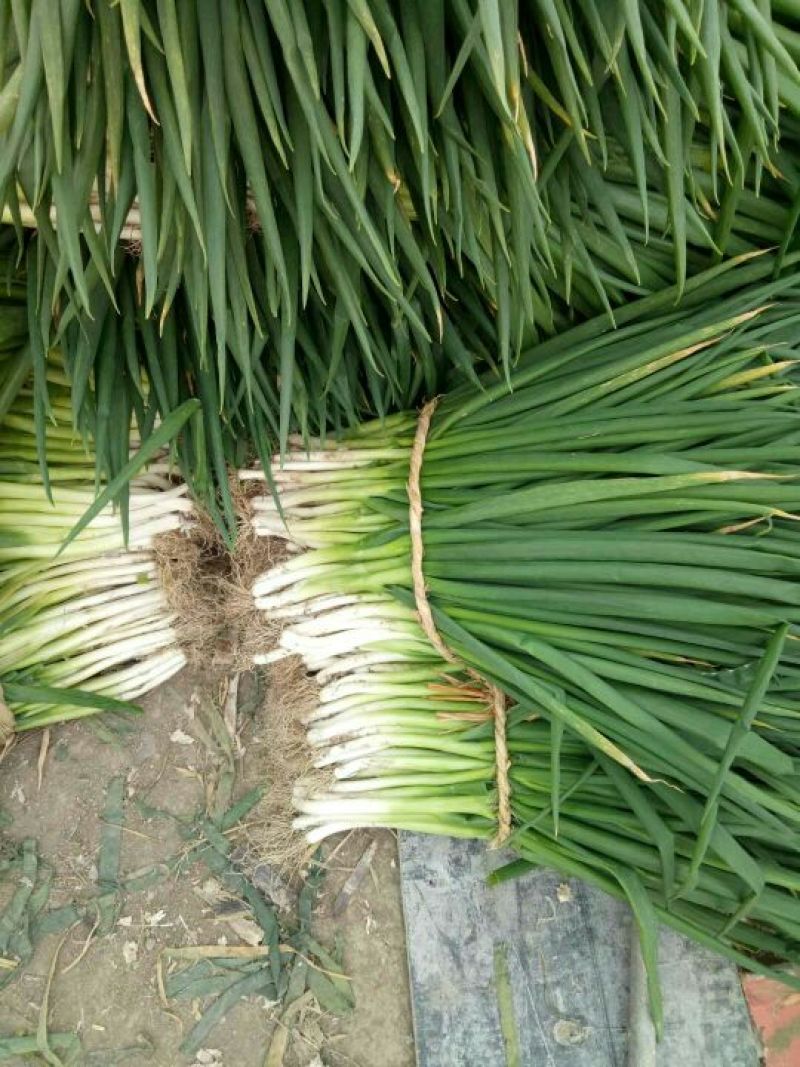 分葱大葱净葱1cm左右25cm以下