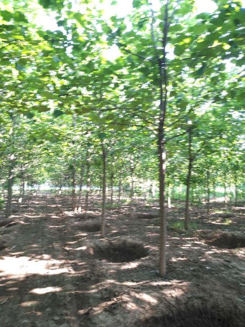 梓树8~10cm3~3.5米