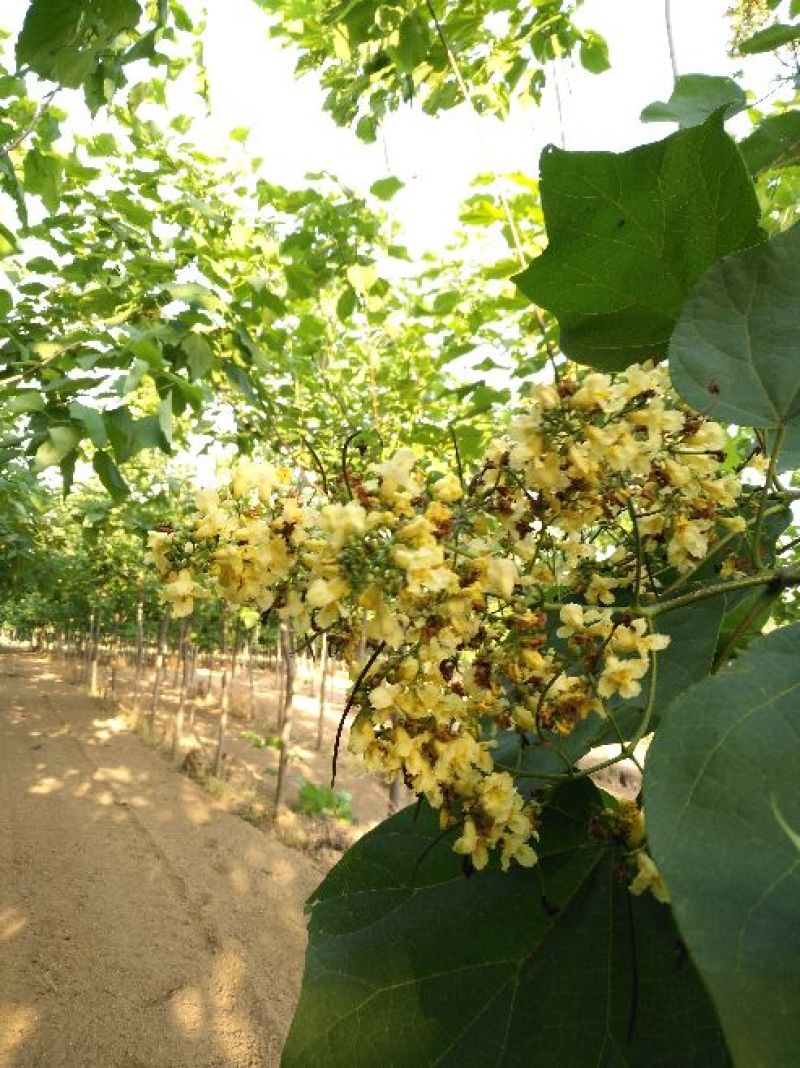 梓树8~10cm3~3.5米