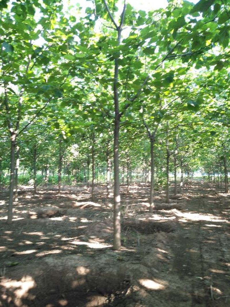 梓树8~10cm3~3.5米