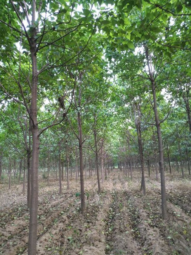 梓树8~10cm3~3.5米